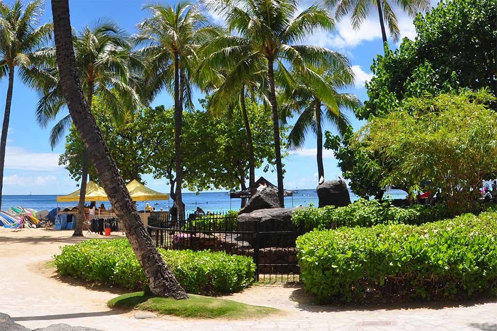 Hawaii - Beach and Palm Trees